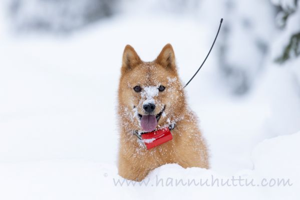 20210207009
suomenpystykorva metsästyskoira talvi lumi lumihanki koira
Avainsanat: suomenpystykorva metsästyskoira talvi lumi lumihanki koira