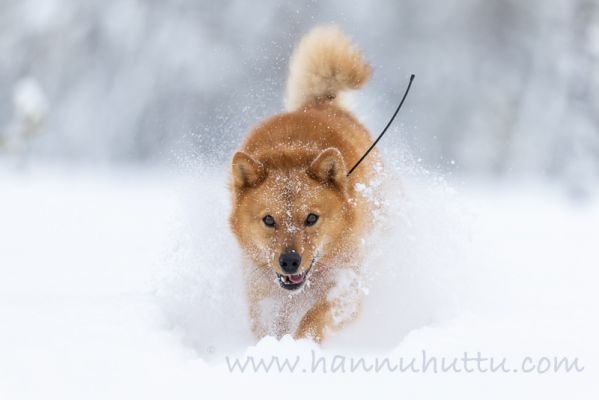 20210207040
suomenpystykorva metsästyskoira talvi lumi lumihanki koira
Avainsanat: suomenpystykorva metsästyskoira talvi lumi lumihanki koira