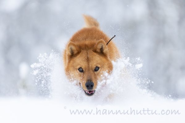 20210207057
suomenpystykorva metsästyskoira talvi lumi lumihanki koira
Avainsanat: suomenpystykorva metsästyskoira talvi lumi lumihanki koira