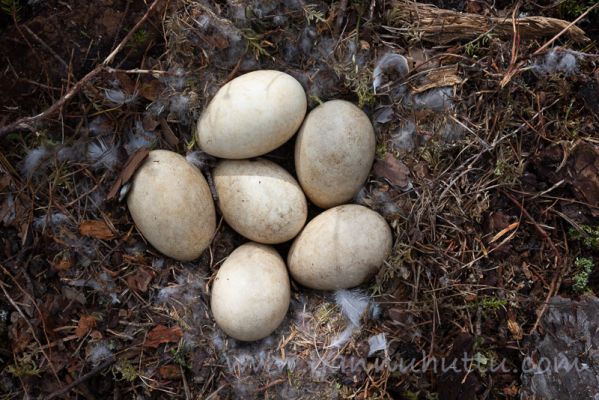 20210525003
metsähanhi anser fabalis pesä munat 
Avainsanat: metsähanhi anser fabalis pesä munat