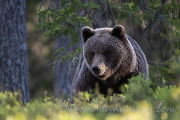 20210603039
karhu ursus arctos kesä metsässä
Avainsanat: karhu ursus arctos kesä metsässä