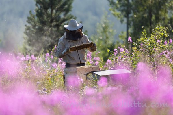 20210716010
mehiläishoito mehiläistenhoito hunaja luonnontuote mehiläitenhoitaja mehiläistarhaaja mehiläispesä
Avainsanat: mehiläishoito mehiläistenhoito hunaja luonnontuote mehiläitenhoitaja mehiläistarhaaja mehiläispesä
