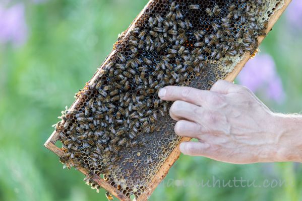 20210716051
mehiläishoito mehiläistenhoito hunaja luonnontuote mehiläitenhoitaja mehiläistarhaaja kuningatar mehiläinen mehiläispesä
Avainsanat: mehiläishoito mehiläistenhoito hunaja luonnontuote mehiläitenhoitaja mehiläistarhaaja kuningatar mehiläinen mehiläispesä