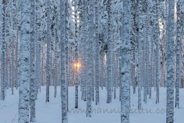 20220101018
talvi talvimaisema lumimaisema metsämaisema suomussalmi aurinko mäntymetsä 
Avainsanat: talvi talvimaisema lumimaisema metsämaisema suomussalmi aurinko mäntymetsä