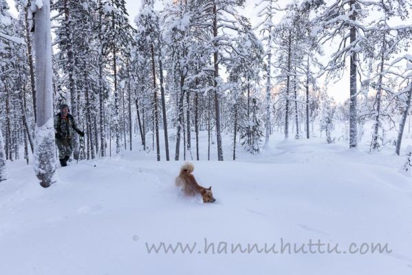 20220102006
näädän metsästys näätäjahti suomenpystykorva näädän jälki jäljet metsästäjä talvi lumijälki 
Avainsanat: näädän metsästys näätäjahti suomenpystykorva näädän jälki jäljet metsästäjä talvi lumijälki
