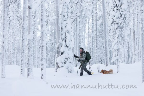 20220108044
näädän metsästys näätäjahti suomenpystykorva metsästäjä talvi lumi
Avainsanat: näädän metsästys näätäjahti suomenpystykorva metsästäjä talvi lumi luminen metsä