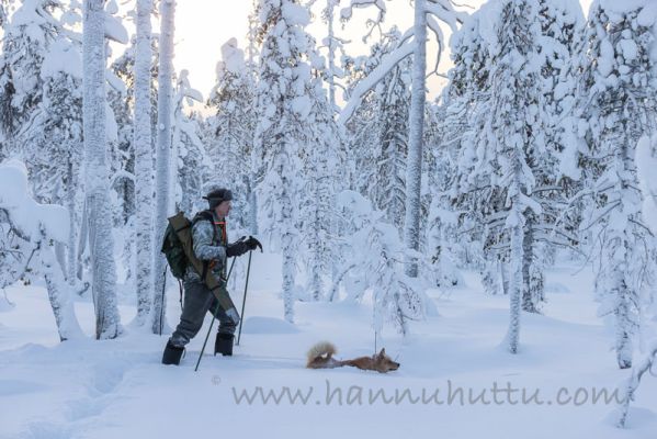 20220108063
näädän metsästys näätäjahti suomenpystykorva metsästäjä talvi lumi
Avainsanat: näädän metsästys näätäjahti suomenpystykorva metsästäjä talvi lumi