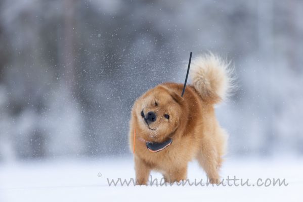 20220212082
suomenpystykorva talvi koira lumi ravistelee turkkia
Avainsanat: suomenpystykorva talvi koira lumi ravistelee turkkia
