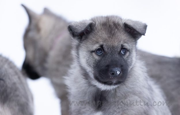 20220302016
norjanharmaahirvikoira pentu koiranpentu talvi lumi
Avainsanat: norjanharmaahirvikoira pentu koiranpentu talvi lumi