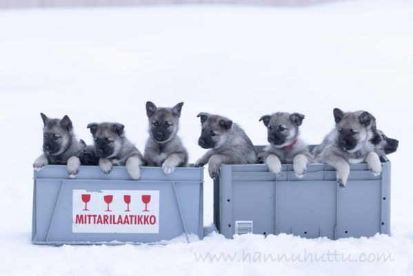 20220302037
norjanharmaahirvikoira pentu koiranpentu talvi lumi
Avainsanat: norjanharmaahirvikoira pentu koiranpentu talvi lumi