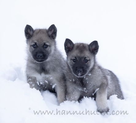 20220302045
norjanharmaahirvikoira pentu koiranpentu talvi lumi
Avainsanat: norjanharmaahirvikoira pentu koiranpentu talvi lumi
