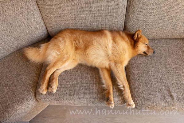 20220412001
suomenpystykorva koira sisällä kotona nukkuu
Avainsanat: suomenpystykorva koira sisällä kotona nukkuu