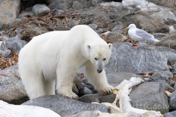 20220605088
jääkarhu polar bear Ursus maritimus huippuvuoret ravinto haaska ruokailu 
Avainsanat: jääkarhu polar bear Ursus maritimus huippuvuoret ravinto haaska ruokailu