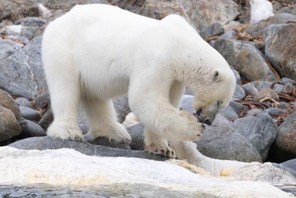 20220605102
jääkarhu polar bear Ursus maritimus huippuvuoret ravinto haaska ruokailu 
Avainsanat: jääkarhu polar bear Ursus maritimus huippuvuoret ravinto haaska ruokailu