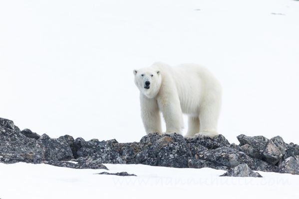 20220606155
jääkarhu polar bear Ursus maritimus huippuvuoret
Avainsanat: jääkarhu polar bear Ursus maritimus huippuvuoret