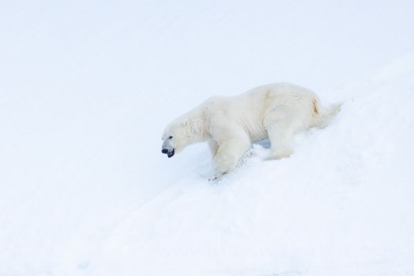 20220606174
jääkarhu polar bear Ursus maritimus huippuvuoret
Avainsanat: jääkarhu polar bear Ursus maritimus huippuvuoret