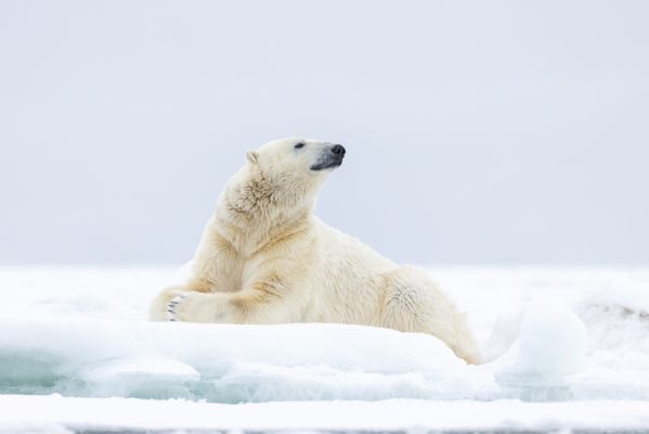 20220610047
jääkarhu polar bear Ursus maritimus huippuvuoret 
Avainsanat: jääkarhu polar bear Ursus maritimus huippuvuoret