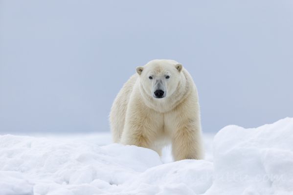20220610116
jääkarhu polar bear Ursus maritimus huippuvuoret 
Avainsanat: jääkarhu polar bear Ursus maritimus huippuvuoret