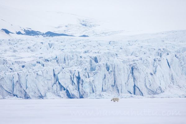 20220612065
jääkarhu polar bear Ursus maritimus huippuvuoret jääseinä maisema
Avainsanat: jääkarhu polar bear Ursus maritimus huippuvuoret jääseinä maisema
