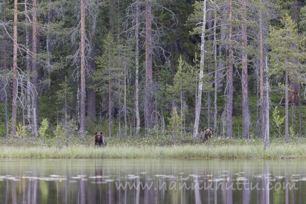 20220625014
karhu ursus arctos järvimaisema 
Avainsanat: karhu ursus arctos järvimaisema