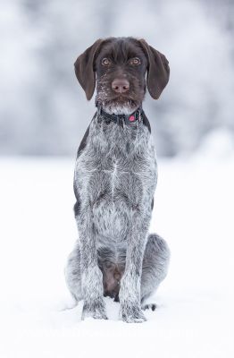 202402100001
karkeakarvainen saksanseisoja koiranpentu talvi
Avainsanat: karkeakarvainen saksanseisoja koiranpentu talvi