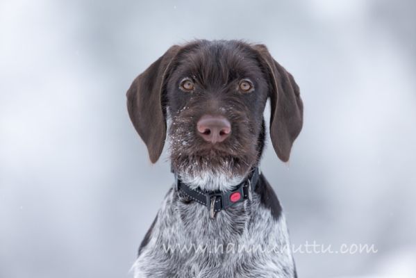 202402100004
karkeakarvainen saksanseisoja koiranpentu talvi
Avainsanat: karkeakarvainen saksanseisoja koiranpentu talvi