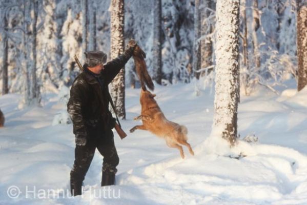 dia0079.jpg
suomenpystykorva näätä saalis näädänmetsästys metsästäjä metsästys turkisriista pienpeto metsästyskoira koira talvi lumi pakkanen 
Avainsanat: suomenpystykorva näätä saalis näädänmetsästys metsästäjä metsästys turkisriista pienpeto metsästyskoira koira talvi lumi pakkanen