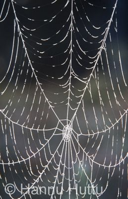 dia0873.jpg
hämähäkinverkko seitti hämähäkki kaste pyydys
Avainsanat: hämähäkinverkko seitti hämähäkki kaste pyydys
