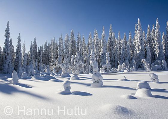 2009_03_01_049.jpg
lumimaisema paljakka talvimaisema tykkylumi kuusimetsä
Avainsanat: lumimaisema paljakka talvimaisema tykkylumi kuusimetsä